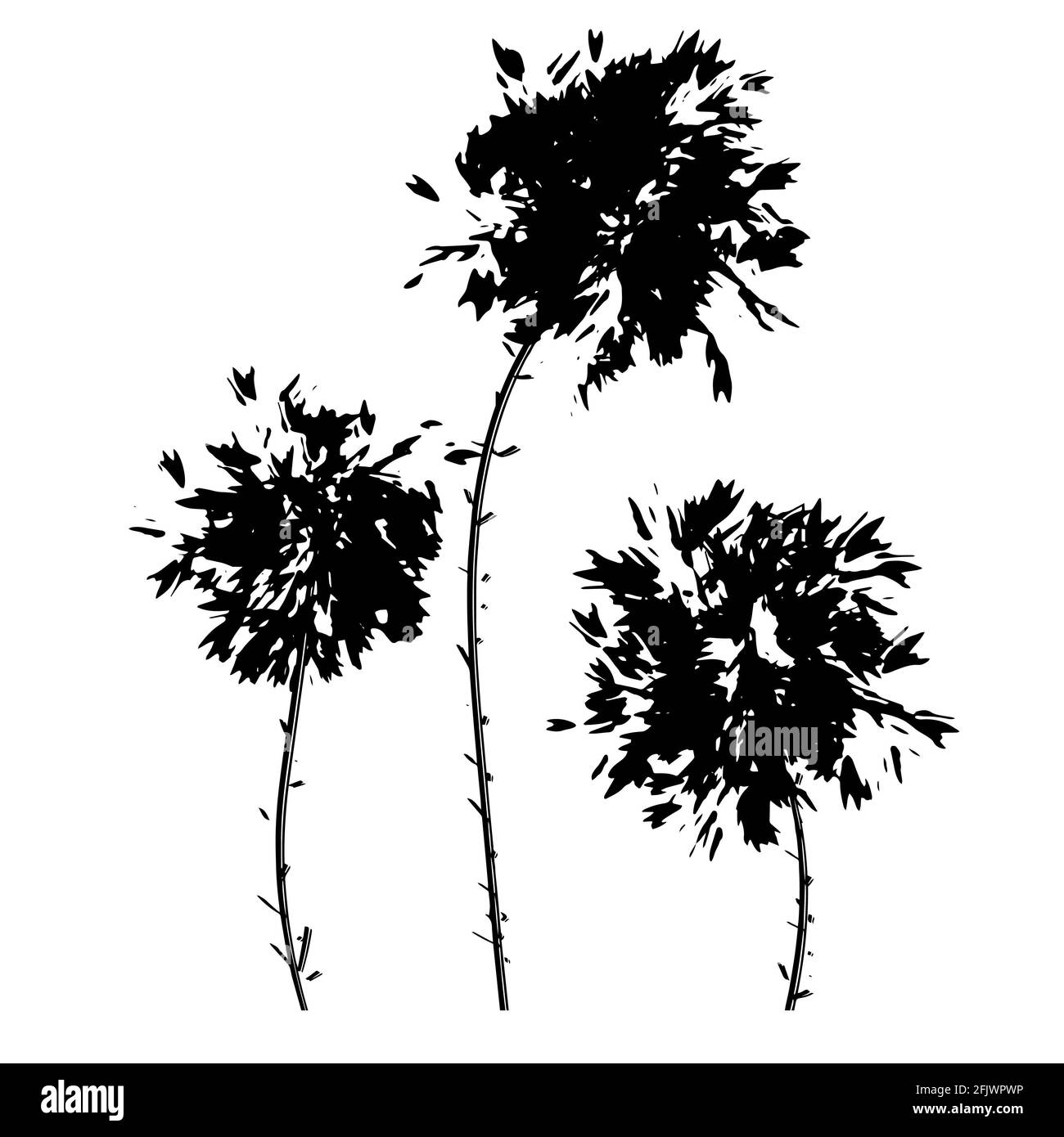 bourgeons de fleurs moelleuses luxuriantes pissenlits branches vecteur noir isolé arrière-plan Banque D'Images