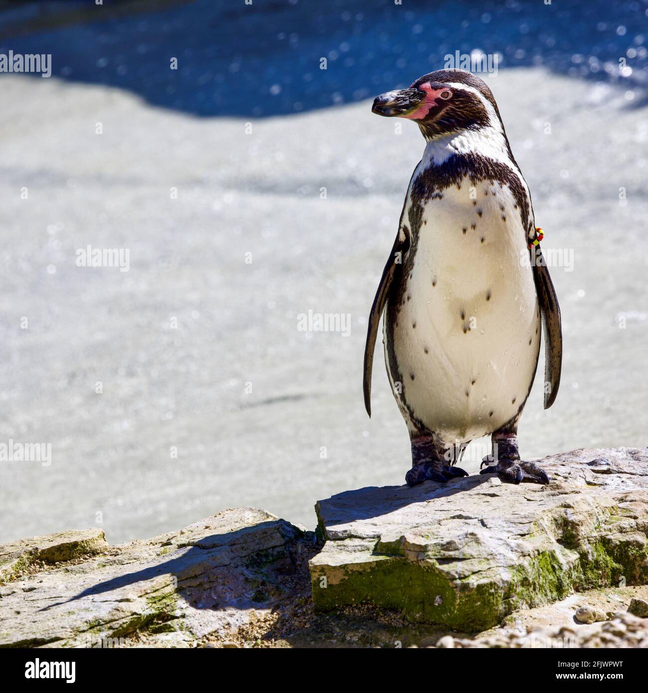 Pingouin Humboldt (Spheniscus humboldti) au parc animalier de Cotswold, Burford, Oxfordshire Banque D'Images