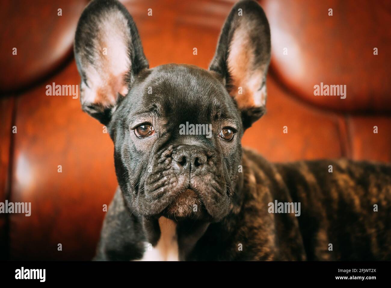 Gros Plan Portrait Du Jeune Chien Bulldog Francais Noir Puppy Chien Drole Bebe Avec De Beaux Yeux Musques Noirs Bulldog Chien Chiot Adorable Bulldog Puppy Photo Stock Alamy