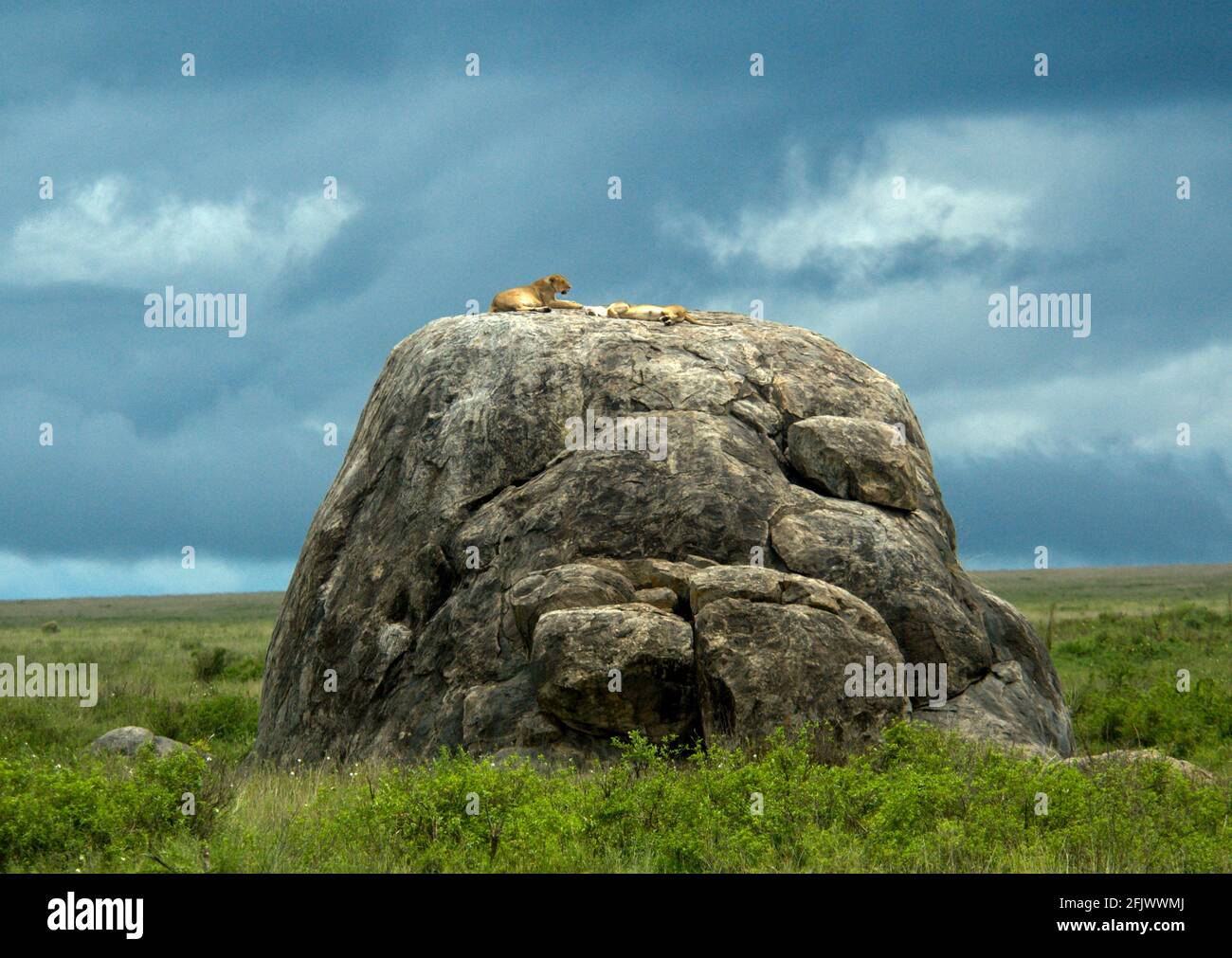 Fierté du lion assis et allongé sur un grand rocher dans le Serengeti, Tanzanie Banque D'Images