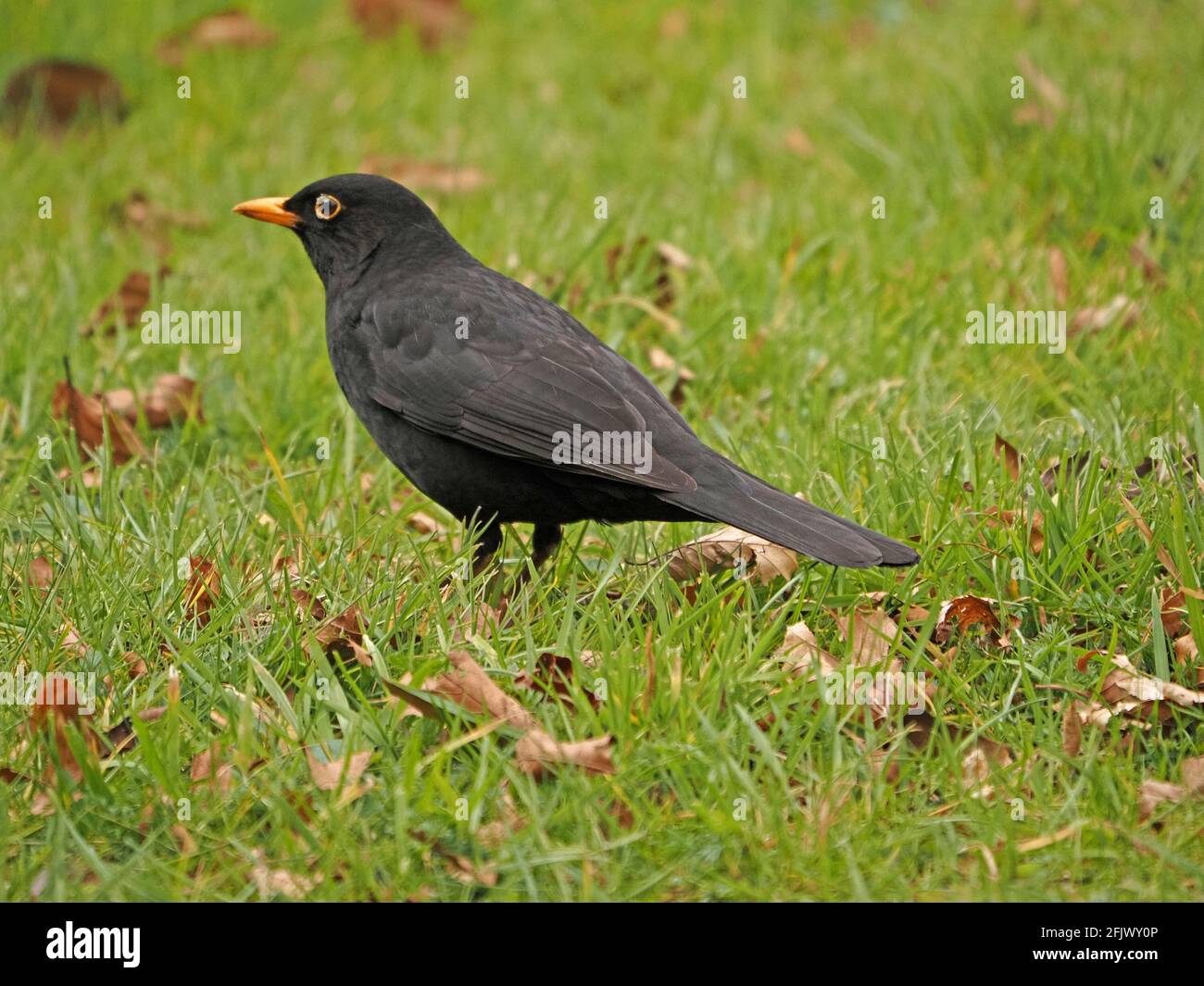 Mâle eurasien ou commun blackbird (Turdus merula) avec plumage noir, bec jaune et anneau d'oeil fourragent parmi les feuilles et l'herbe à Cumbria, Angleterre, Royaume-Uni Banque D'Images