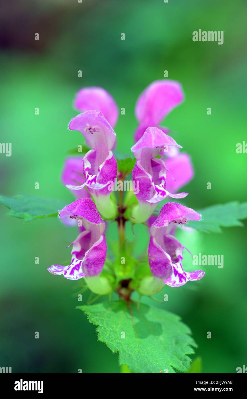 Plantes médicinales: Détail des fleurs de Lamium maculatum Banque D'Images