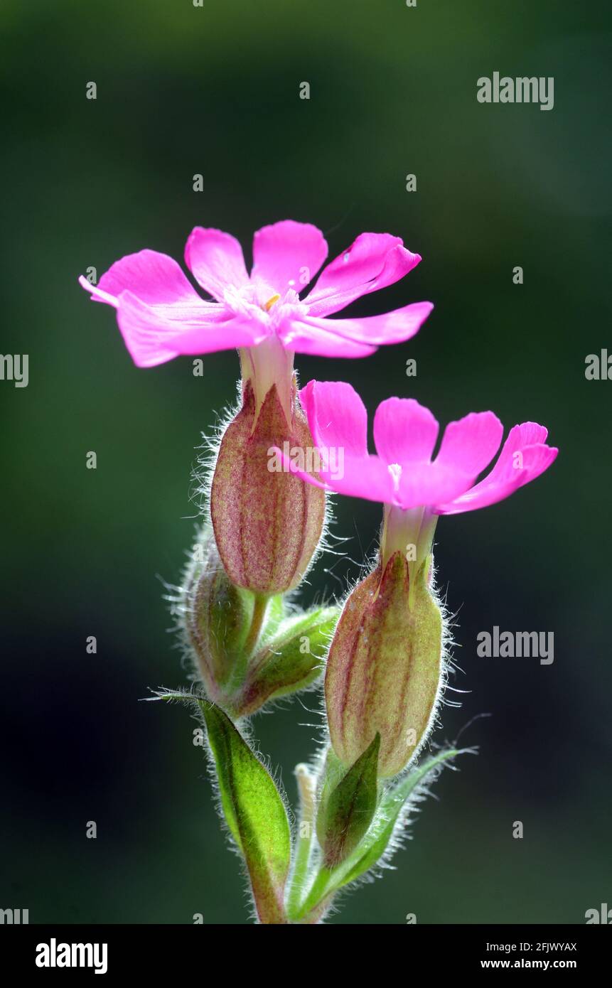 Détail des fleurs de campion rouge (Silene dioica) Banque D'Images