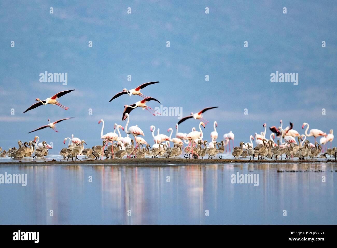 La nidification des plus grands flamants et poussins et des grands pélicans blancs Lac Natron dans le nord de la Tanzanie Banque D'Images