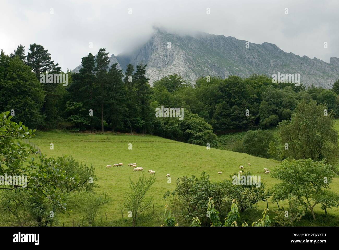 Paysage avec des moutons sous le mont Anboto. Parc naturel d'Urkiola. Bizkaia. Pays Basque. Espagne Banque D'Images