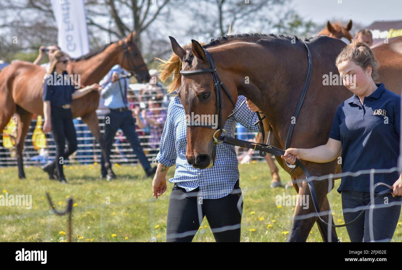 Lambourn Horse Racing ouvert tous les jours Banque D'Images