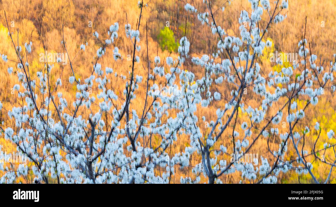 CEREZO - CERISIER (Prunus sp.), Garganta de los Infiernos, Vallée de Jerte, Cáceres, Estrémadure, Espagne, Europe Banque D'Images