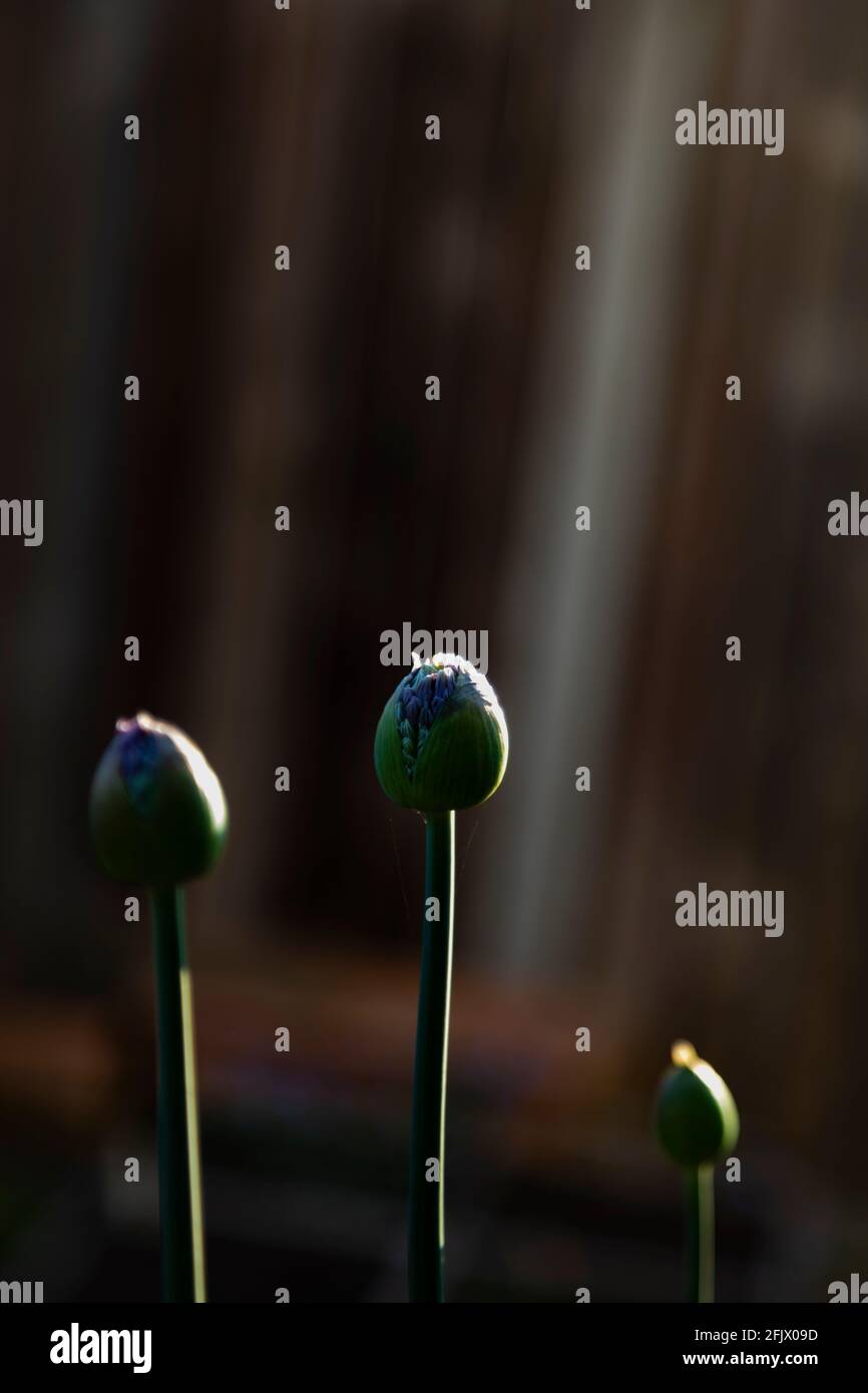 Allium entrant dans la fleur Banque D'Images