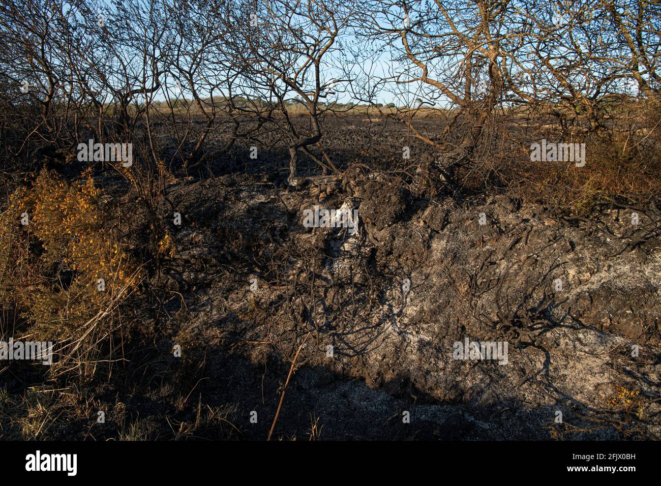 Zoar près de St Kerverne, Lizard, Cornwall, Royaume-Uni. ROYAUME-UNI. 26 avril 2021. Feu de gorge sur les landes, feu à Zoar près de St Kerverne Lizard Cornwall crédit: kathleen White/Alamy Live News Banque D'Images