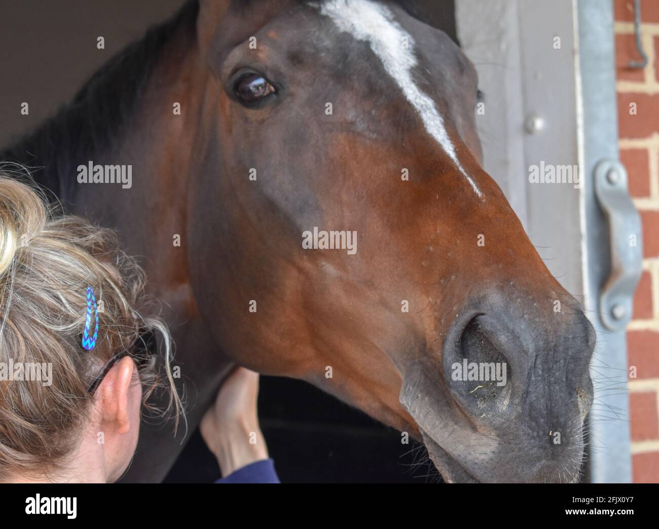 Lambourn Horse Racing ouvert tous les jours Banque D'Images