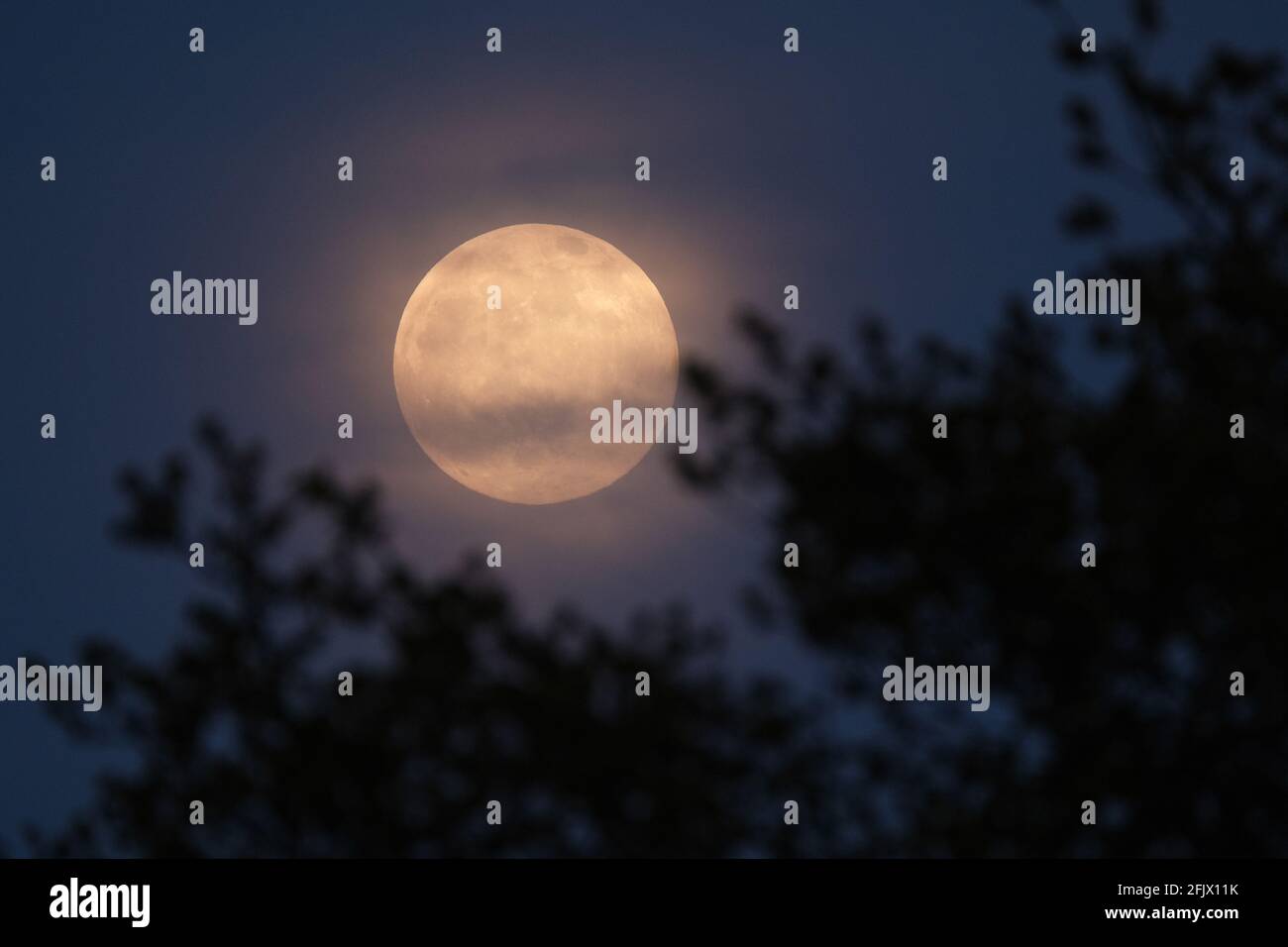 West Tilbury, Royaume-Uni. 26 avril 2021. West Tilbury Essex Royaume-Uni. La Supermoon rose s'élève au-dessus des terres agricoles dans l'Essex rural. La pleine Lune d'avril, la quatrième de 2021, est prévue pour passer à moins de 358 000 km de la Terre, apparaissant un énorme 30 pour cent plus lumineux et 14 pour cent plus grand que certains anciens Moons./ Credit: MARTIN DALTON/Alay Live News Banque D'Images