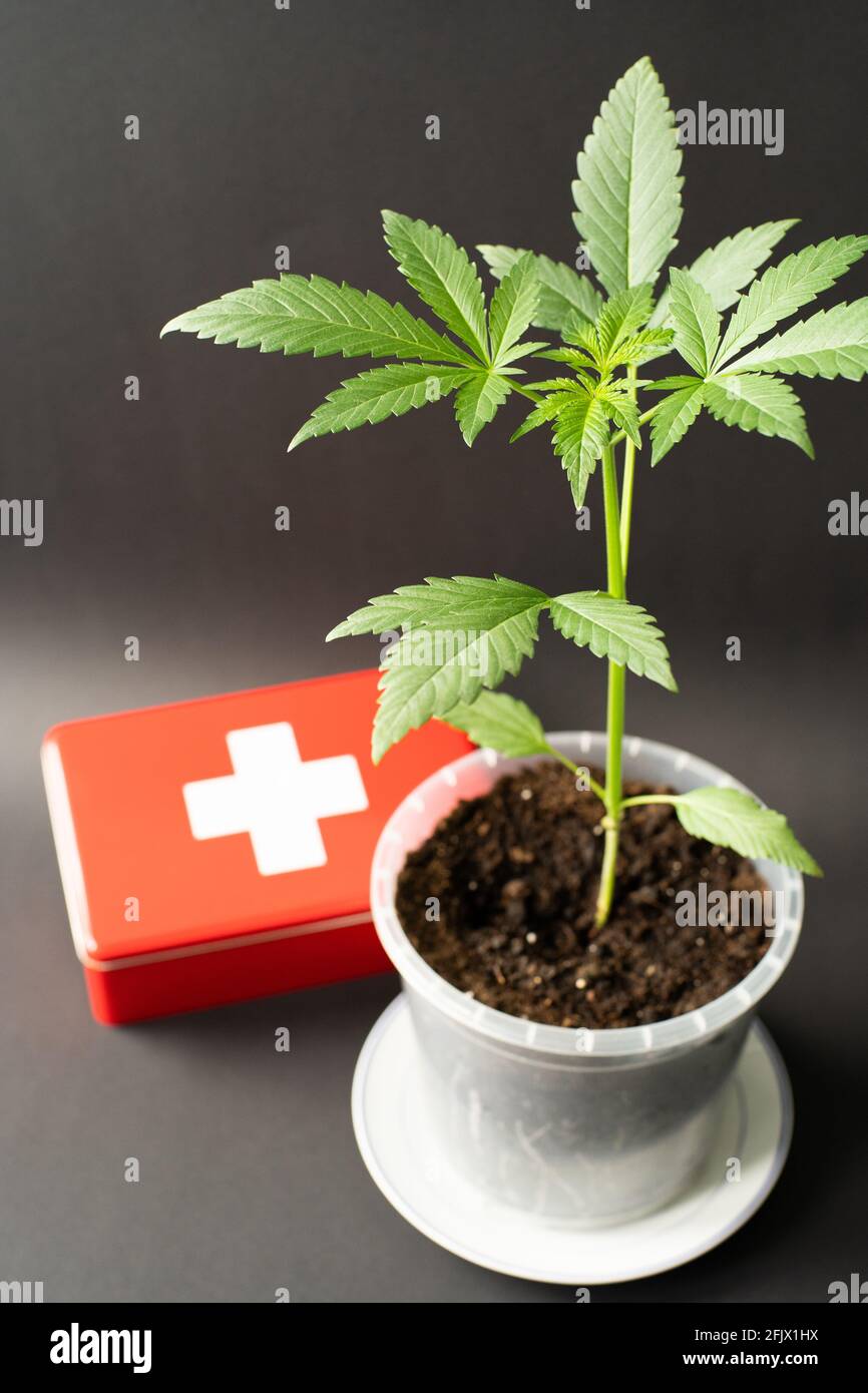 Cannabis médical, symbolique, concept, Bubble Kush Plant et boîte de premiers secours, fond noir avec gradient de lumière Banque D'Images