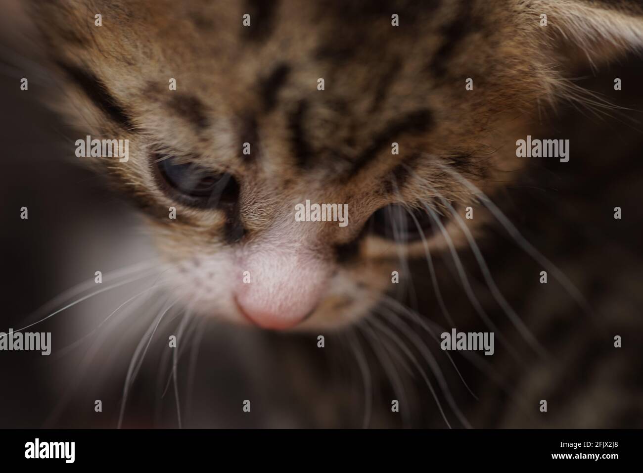 Joli visage de chaton à rayures. Gros plan d'un jeune chat Banque D'Images