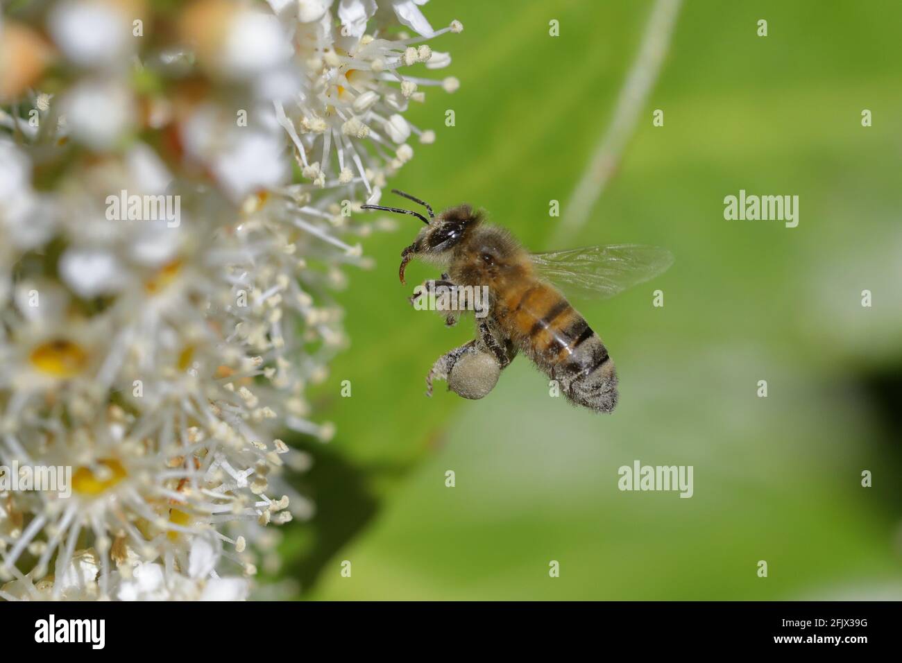 Une abeille (API mellifera) avec sa langue en vol vers les fleurs blanches de Un Laurier à la cerise (Prunus laurocerasus) Banque D'Images Une abeille (API mellifera) avec sa langue en vol vers les fleurs blanches de Un Laurier à la cerise (Prunus laurocerasus) Banque D'Images