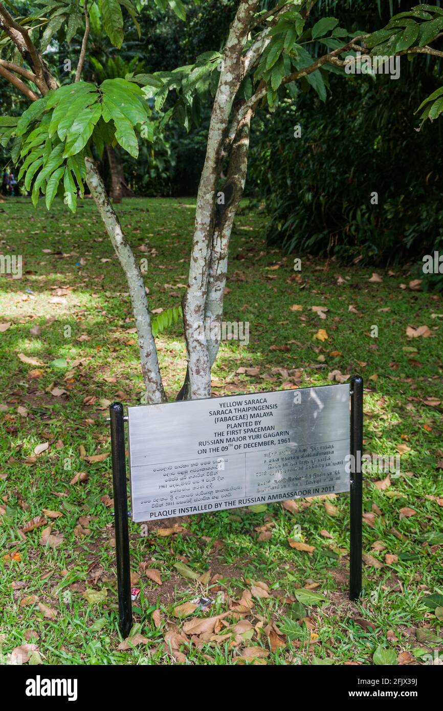 Arbre de Saraca jaune Saraca Thaipingensis planté par Yuri Gagarin dans les jardins botaniques royaux de Peradeniya près de Kandy, Sri Lanka Banque D'Images