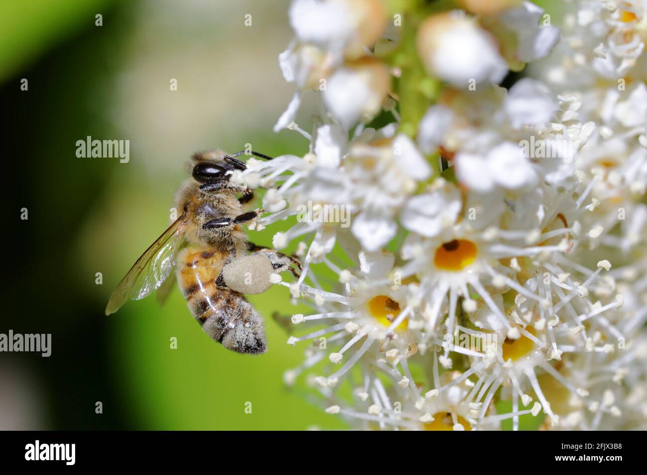 Une abeille (APIs mellifera) collectant à partir d'un Laurier de cerise (Prunus laurocerasus) fleurs blanches Banque D'Images Une abeille (APIs mellifera) collectant à partir d'un Laurier de cerise (Prunus laurocerasus) fleurs blanches Banque D'Images