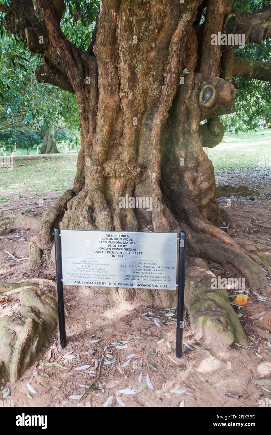Arbre en fer de Ceylan Mesua Ferrea planté par le prince Nikolai I dans les jardins botaniques royaux de Peradeniya près de Kandy, Sri Lanka Banque D'Images