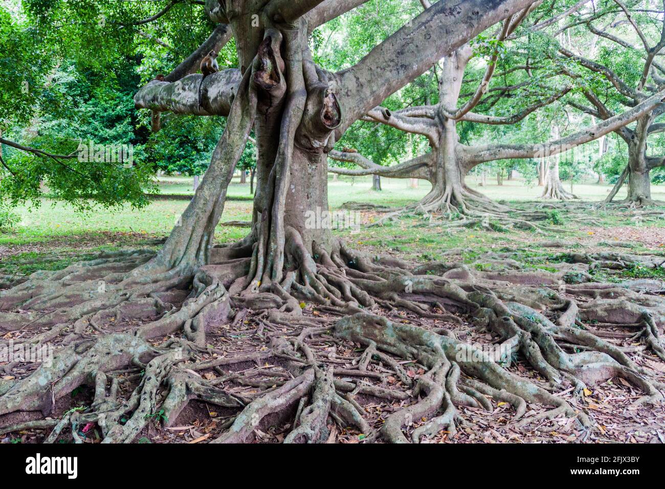 Ficus dans les jardins botaniques royaux de Peradeniya près de Kandy, Sri Lanka Banque D'Images