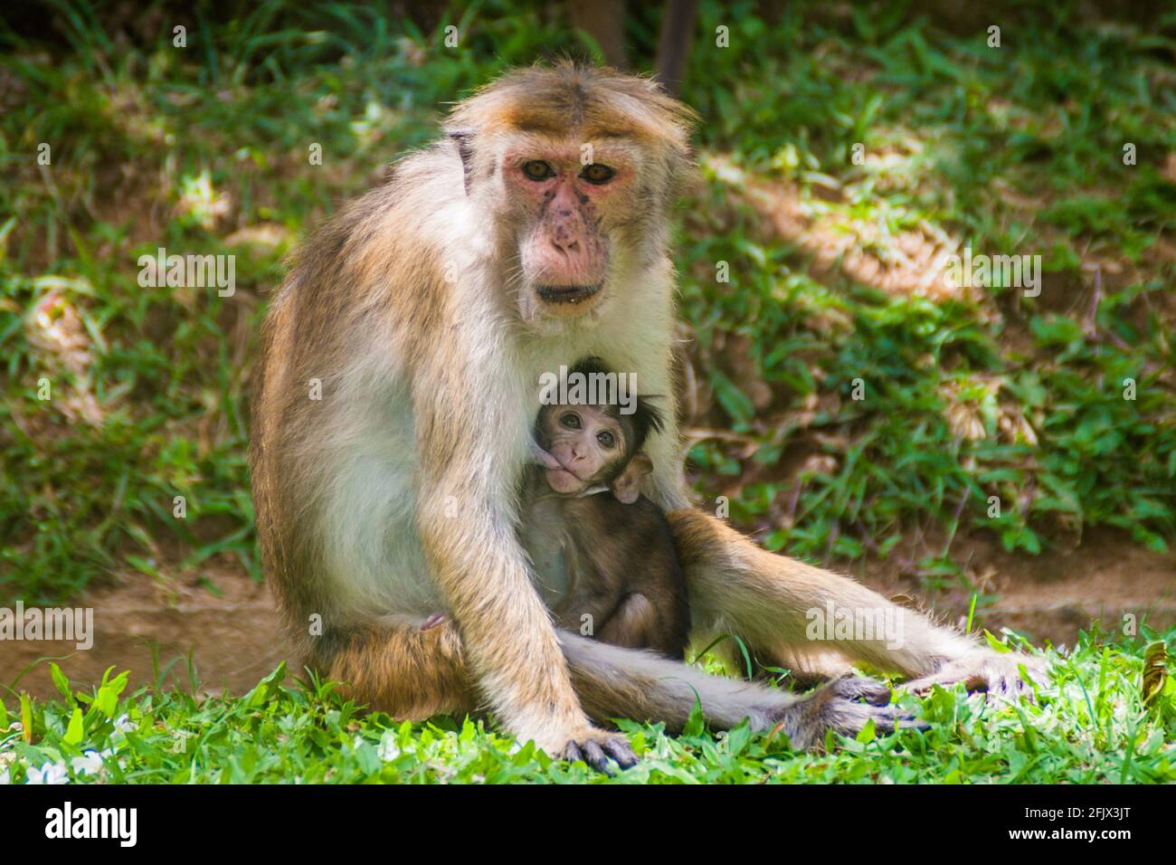 Macaque mère allaitant son bébé à Kandy, Sri Lanka Banque D'Images