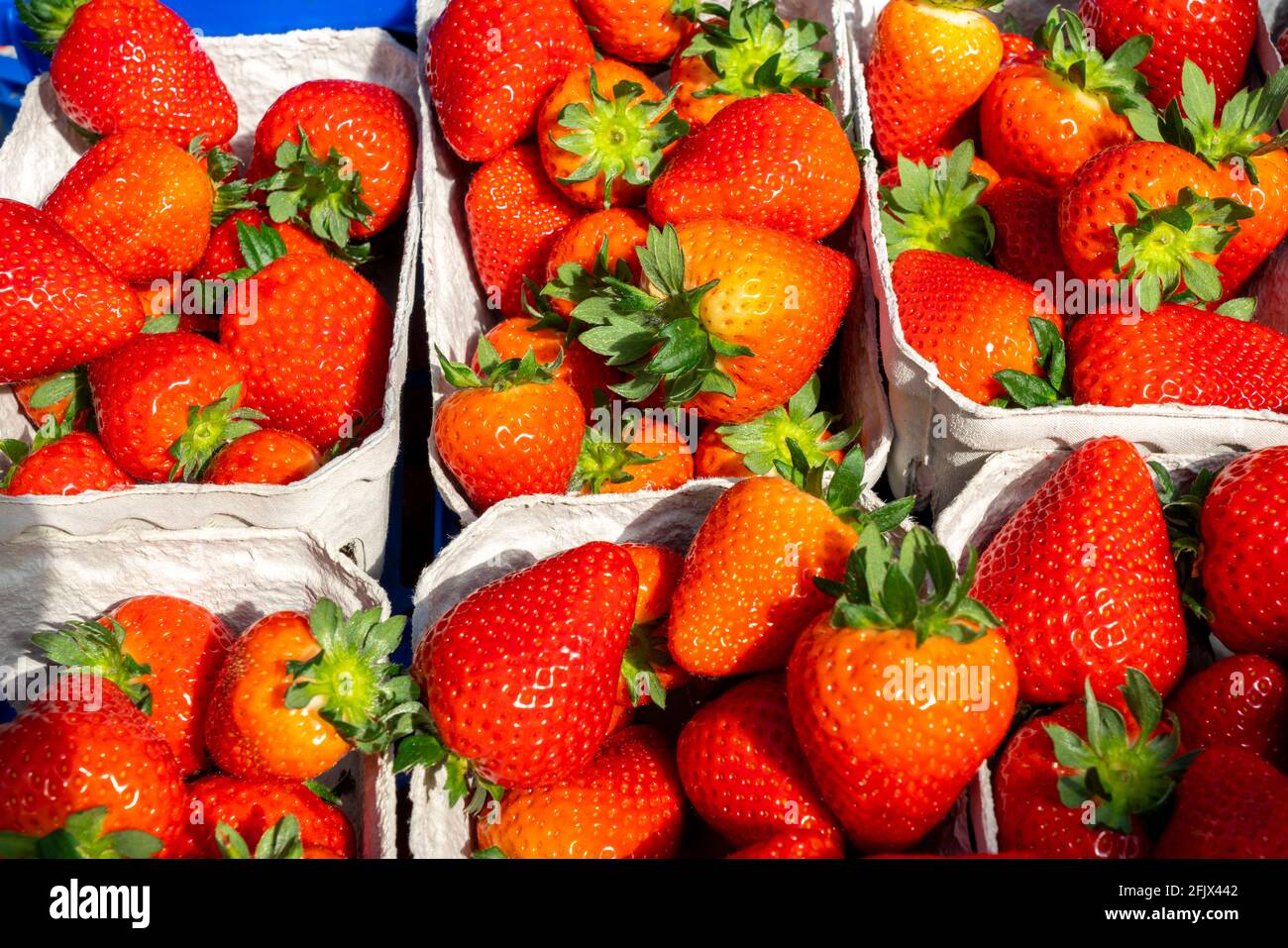 Fraises fraîchement récoltées, conditionnées dans des boîtes et des caisses pour le consommateur, culture de fraises en serre, jeunes plants de fraises poussent, Banque D'Images
