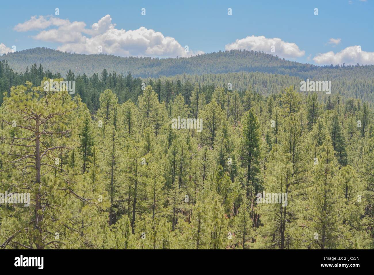 Belle vue sur les pins de Ponderosa dans la haute altitude des montagnes blanches dans le comté d'Apache, Arizona Banque D'Images