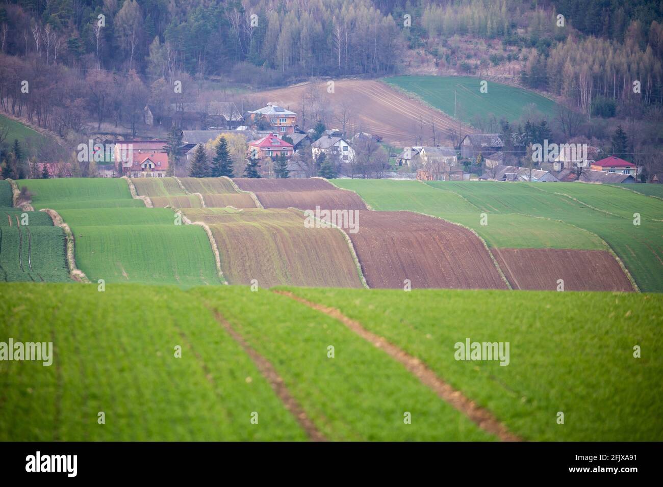 Les terres agricoles sur un terrain vallonné sont pleines de jeunes céréales en pleine croissance. Photo prise le soir, lumière douce. Banque D'Images