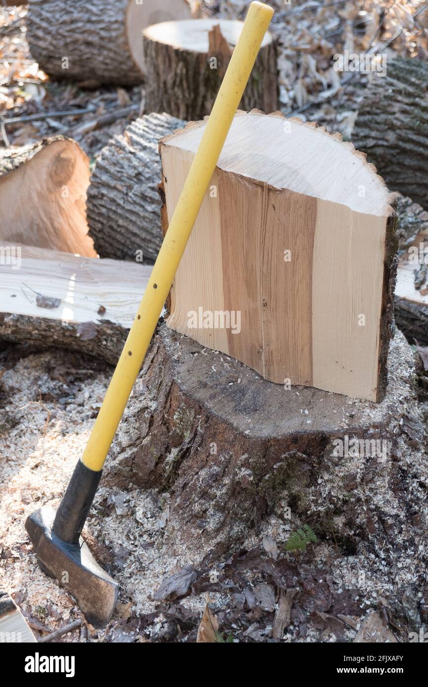 Frêne blanc de l'est coupé pour le bois de feu dans le Vermont, Nouvelle-Angleterre, États-Unis. Banque D'Images