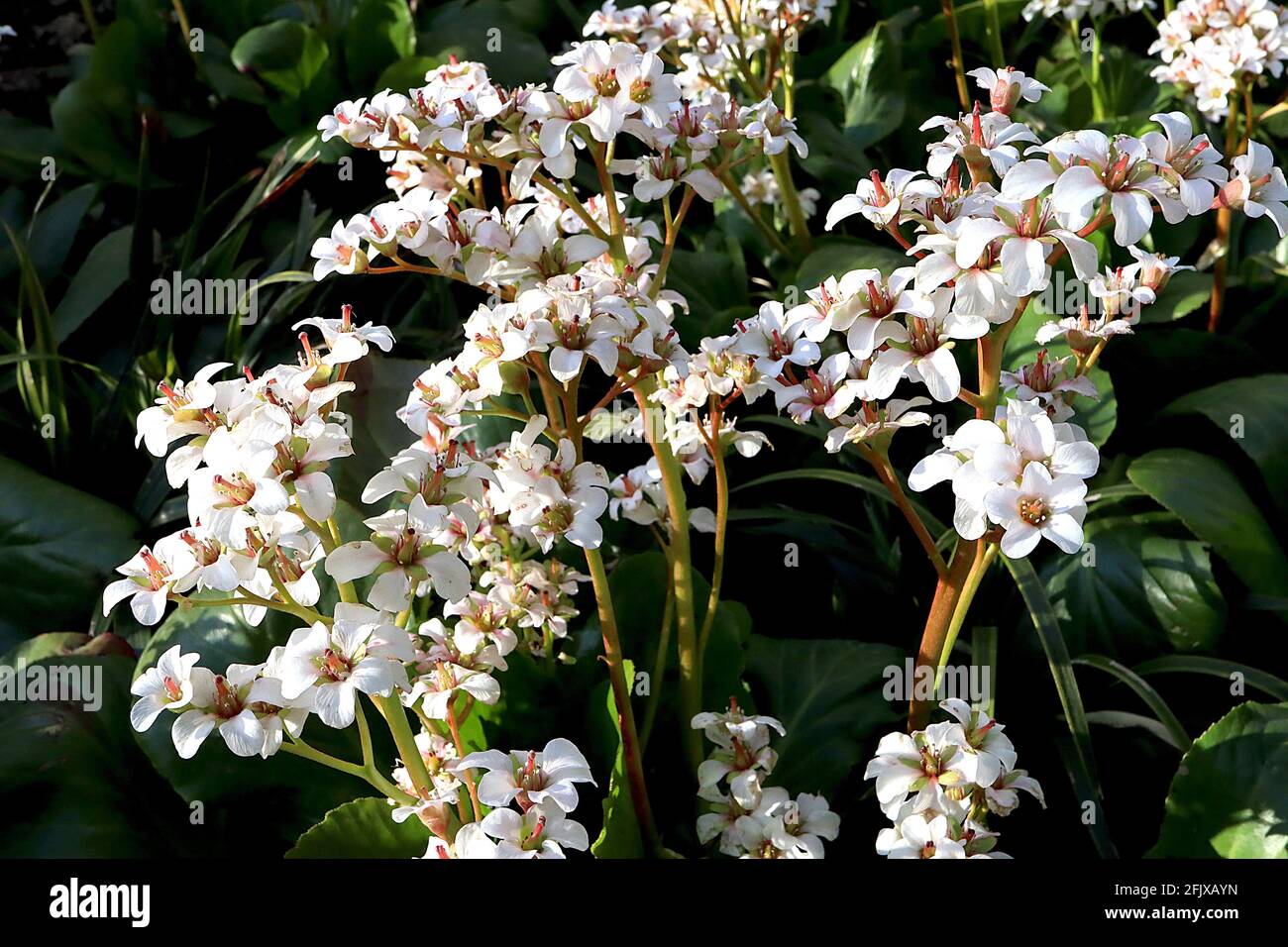Bergenia ‘Bressingham White’ Elephants Ears Bressingham White – fleurs blanches en forme de cloche et grandes feuilles de similicuir, avril, Angleterre, Royaume-Uni Banque D'Images