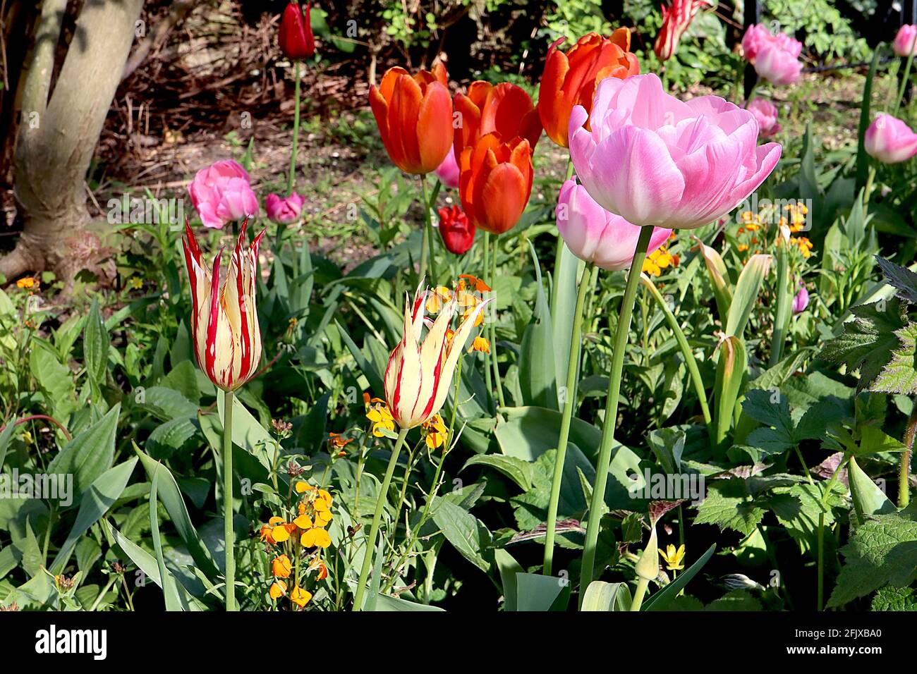Tulipa ‘Dyanito’ Lily Floraison 6 Dyanito tulipe brisée – fleurs jaunes avec de grandes flammes rouges, avril, Angleterre, Royaume-Uni Banque D'Images Tulipa ‘Dyanito’ Lily Floraison 6 Dyanito tulipe brisée – fleurs jaunes avec de grandes flammes rouges, avril, Angleterre, Royaume-Uni Banque D'Images