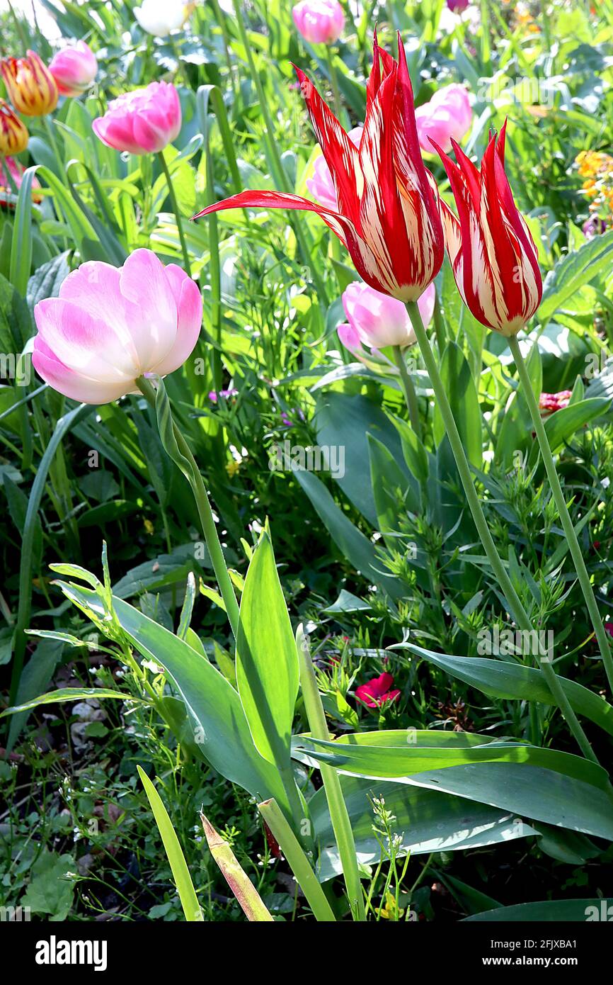 Tulipa ‘Dyanito’ Lily Floraison 6 Dyanito tulipe brisée – fleurs jaunes avec de grandes flammes rouges, avril, Angleterre, Royaume-Uni Banque D'Images Tulipa ‘Dyanito’ Lily Floraison 6 Dyanito tulipe brisée – fleurs jaunes avec de grandes flammes rouges, avril, Angleterre, Royaume-Uni Banque D'Images