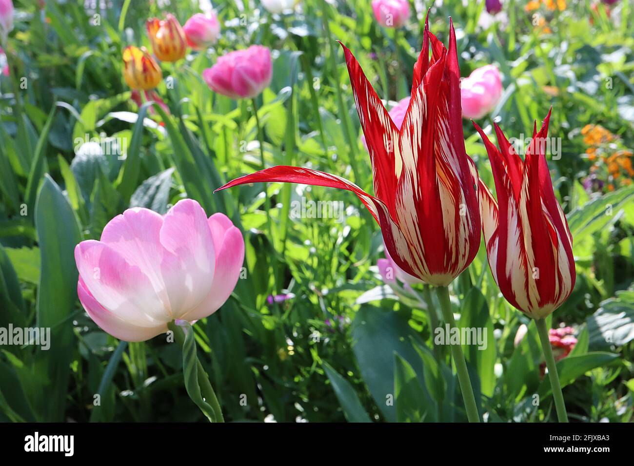 Tulipa ‘Dyanito’ Lily Floraison 6 Dyanito tulipe brisée – fleurs jaunes avec de grandes flammes rouges, avril, Angleterre, Royaume-Uni Banque D'Images Tulipa ‘Dyanito’ Lily Floraison 6 Dyanito tulipe brisée – fleurs jaunes avec de grandes flammes rouges, avril, Angleterre, Royaume-Uni Banque D'Images