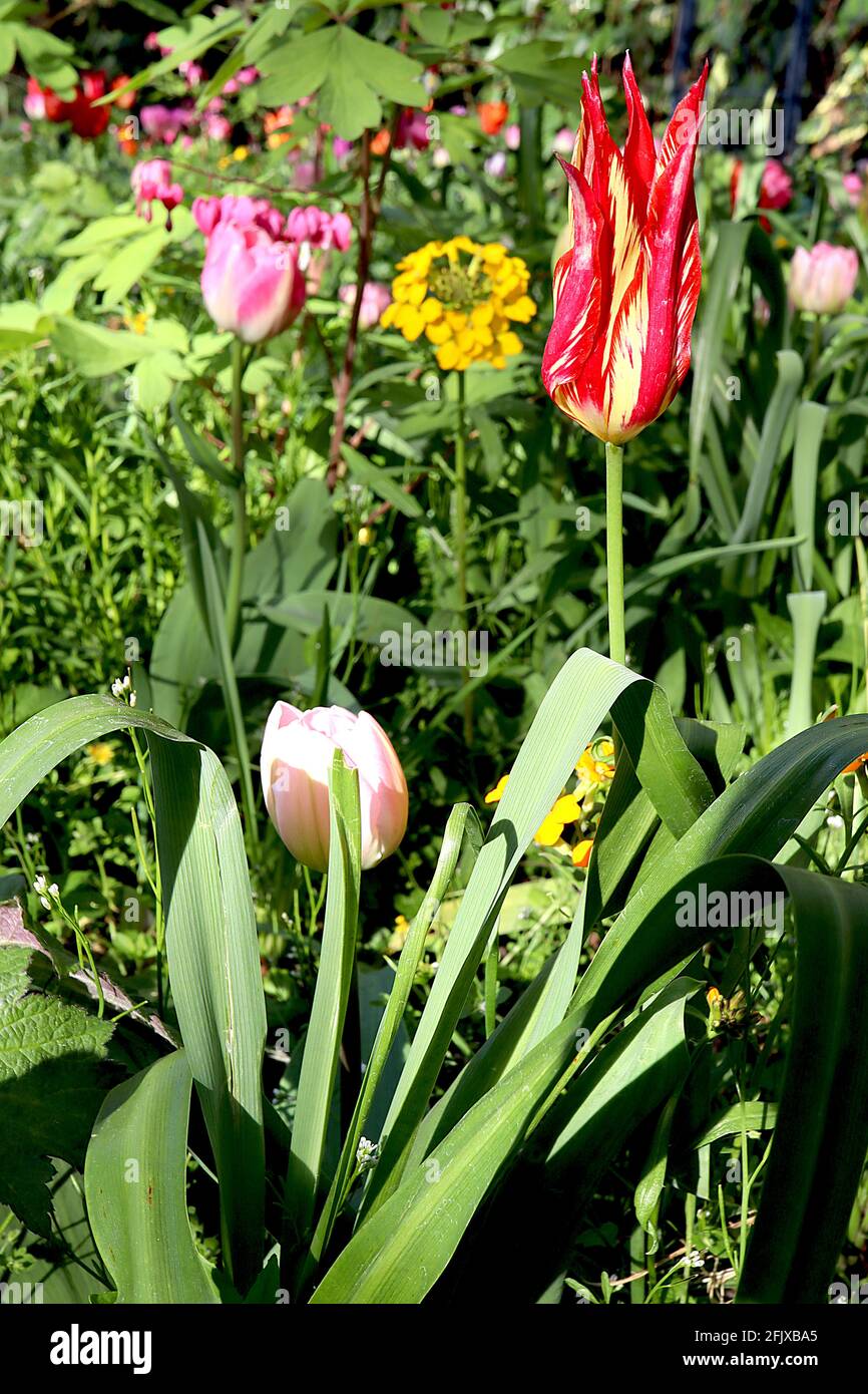 Tulipa ‘Dyanito’ Lily Floraison 6 Dyanito tulipe brisée – fleurs jaunes avec de grandes flammes rouges, avril, Angleterre, Royaume-Uni Banque D'Images Tulipa ‘Dyanito’ Lily Floraison 6 Dyanito tulipe brisée – fleurs jaunes avec de grandes flammes rouges, avril, Angleterre, Royaume-Uni Banque D'Images