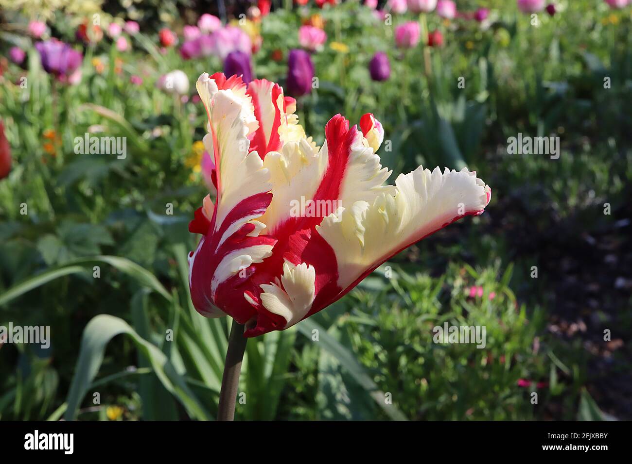 Tulipa gesneriana var dracontia ‘Estella Rijnveld Parrot’ Parrot 10 Estella Rijnveld Parrot tulipe - pétales de crème torsadés, grandes flammes rouges, avril, Royaume-Uni Banque D'Images