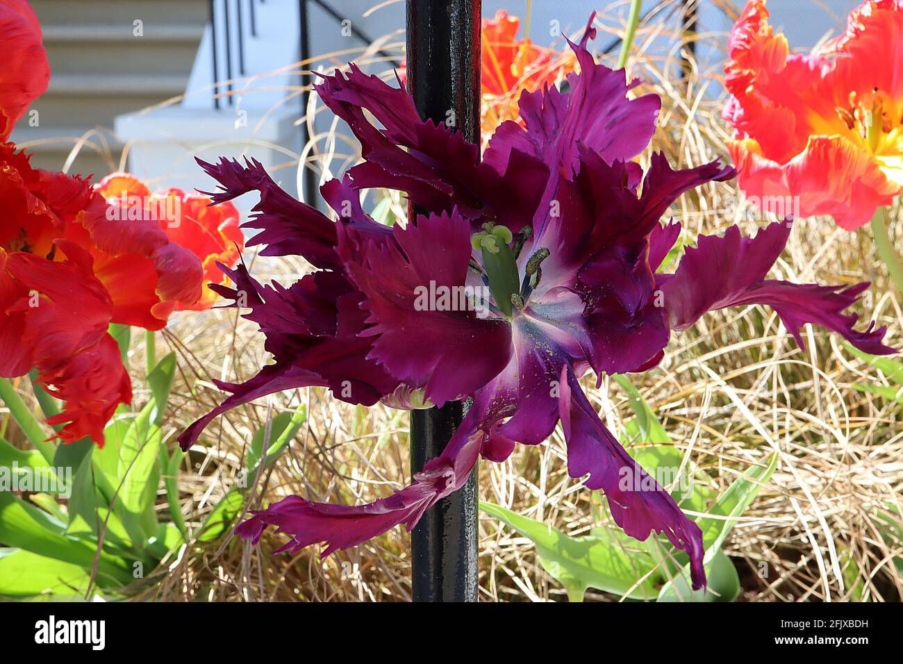 Tulipa gesneriana var dracontia «Negrita Parrot» Parrot 10 Negrita Parrot tulipe – pétales violets profonds torsadés, avril, Angleterre, Royaume-Uni Banque D'Images