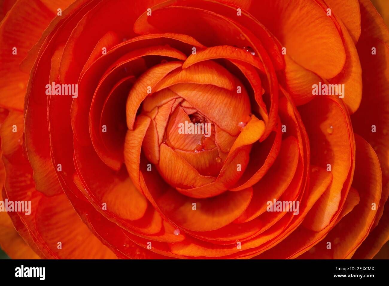 Gros plan extrême du centre d'une fleur de ranunculus orange. Banque D'Images