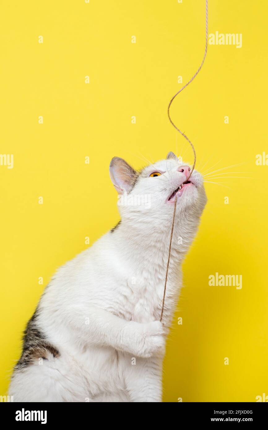 Chat drôle jouant avec une corde mince isolée sur fond jaune Banque D'Images