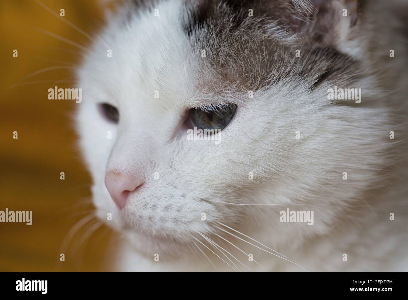 Gros plan extrême sur le visage d'un chat blanc. Banque D'Images