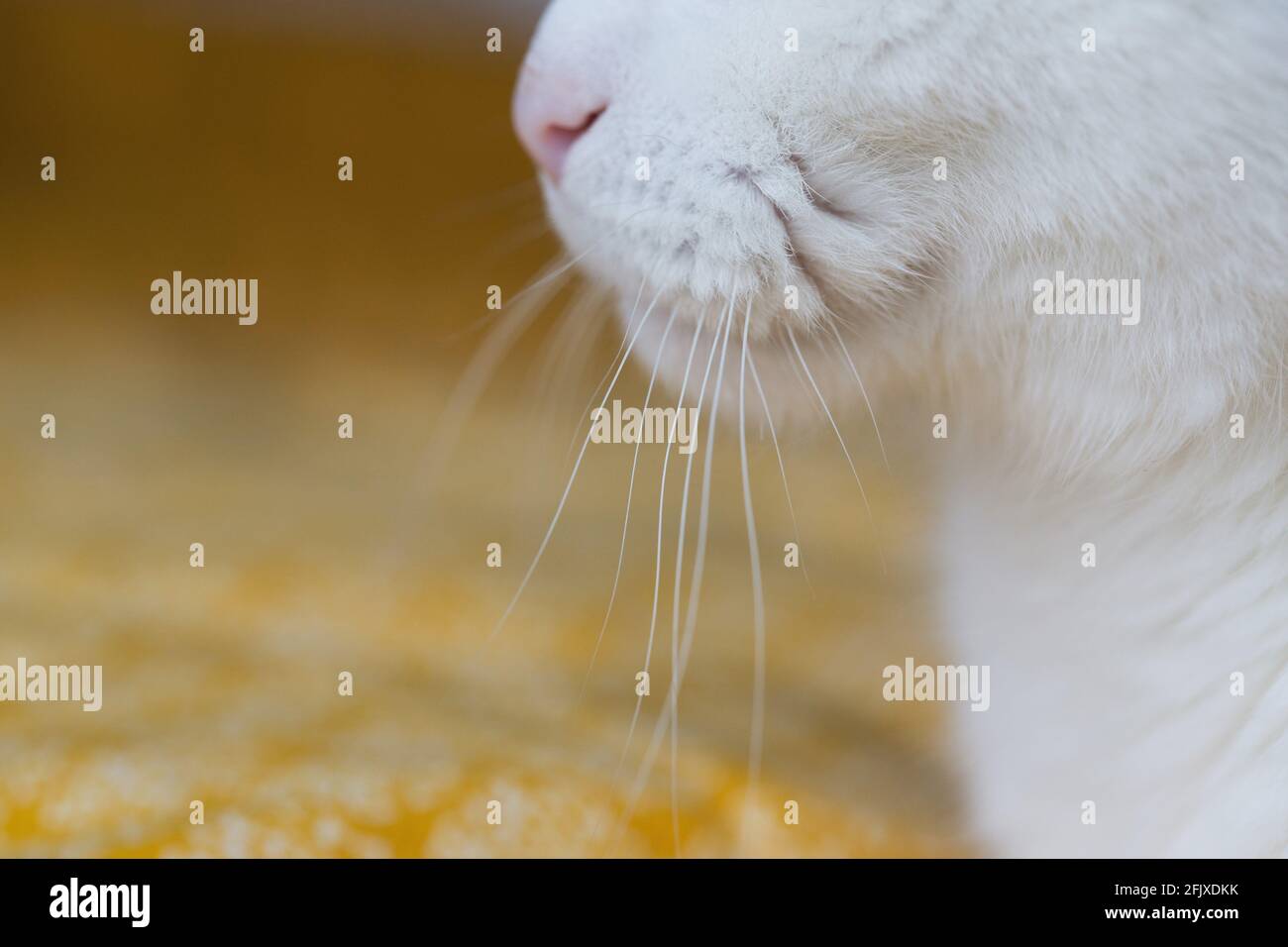 Profil d'un chat blanc, en se concentrant sur les whiskers. Banque D'Images