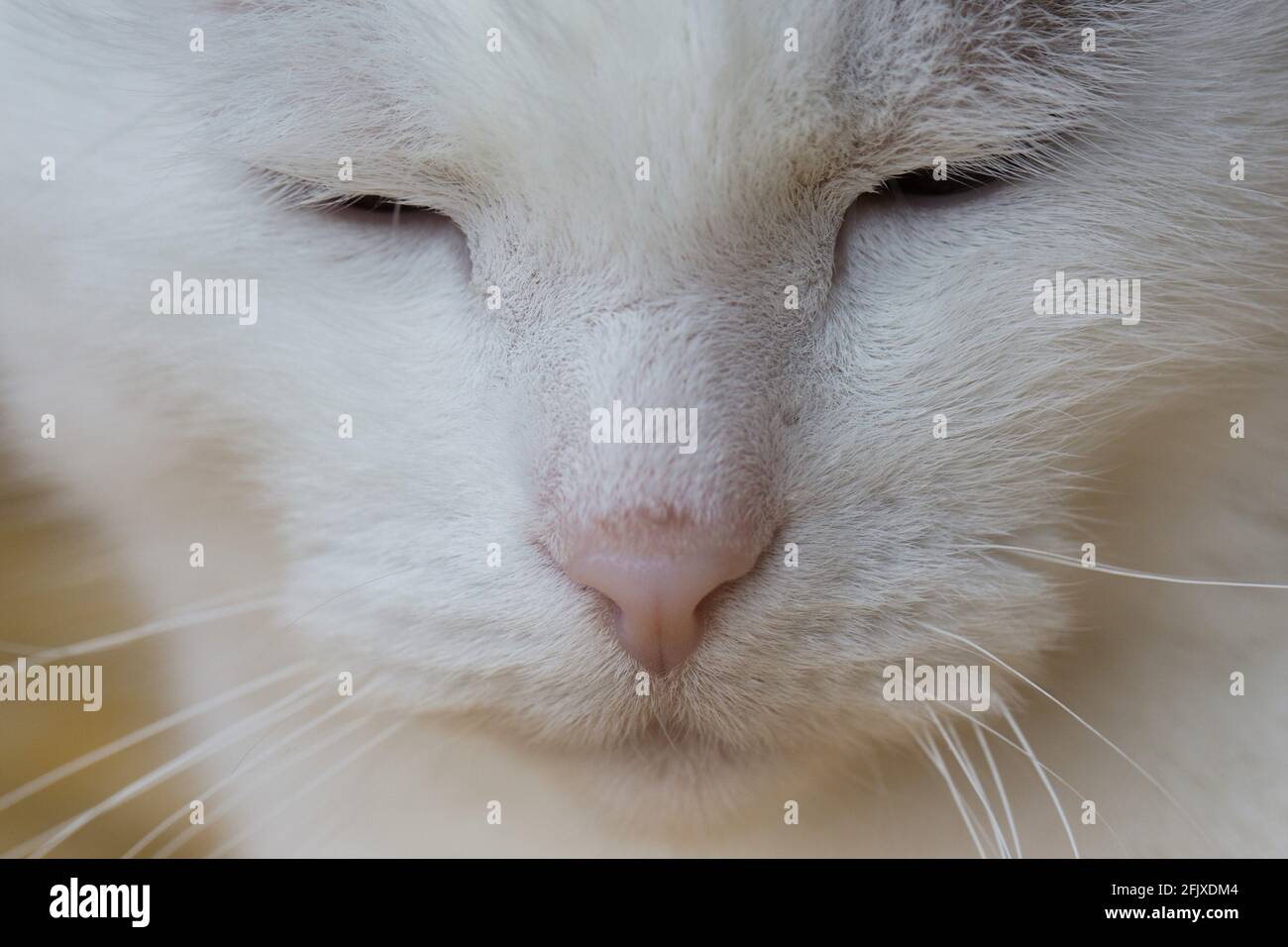 Gros plan extrême sur le visage d'un chat blanc. Banque D'Images