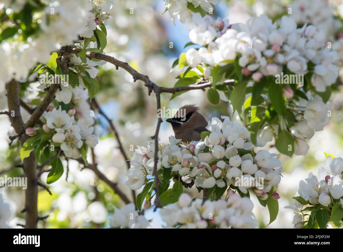 Cedar Waxwing puise sa tête hors des fleurs d'écrevisse. Ces beaux oiseaux fourraillent sur les insectes et une grande variété de fruits et de baies. Banque D'Images