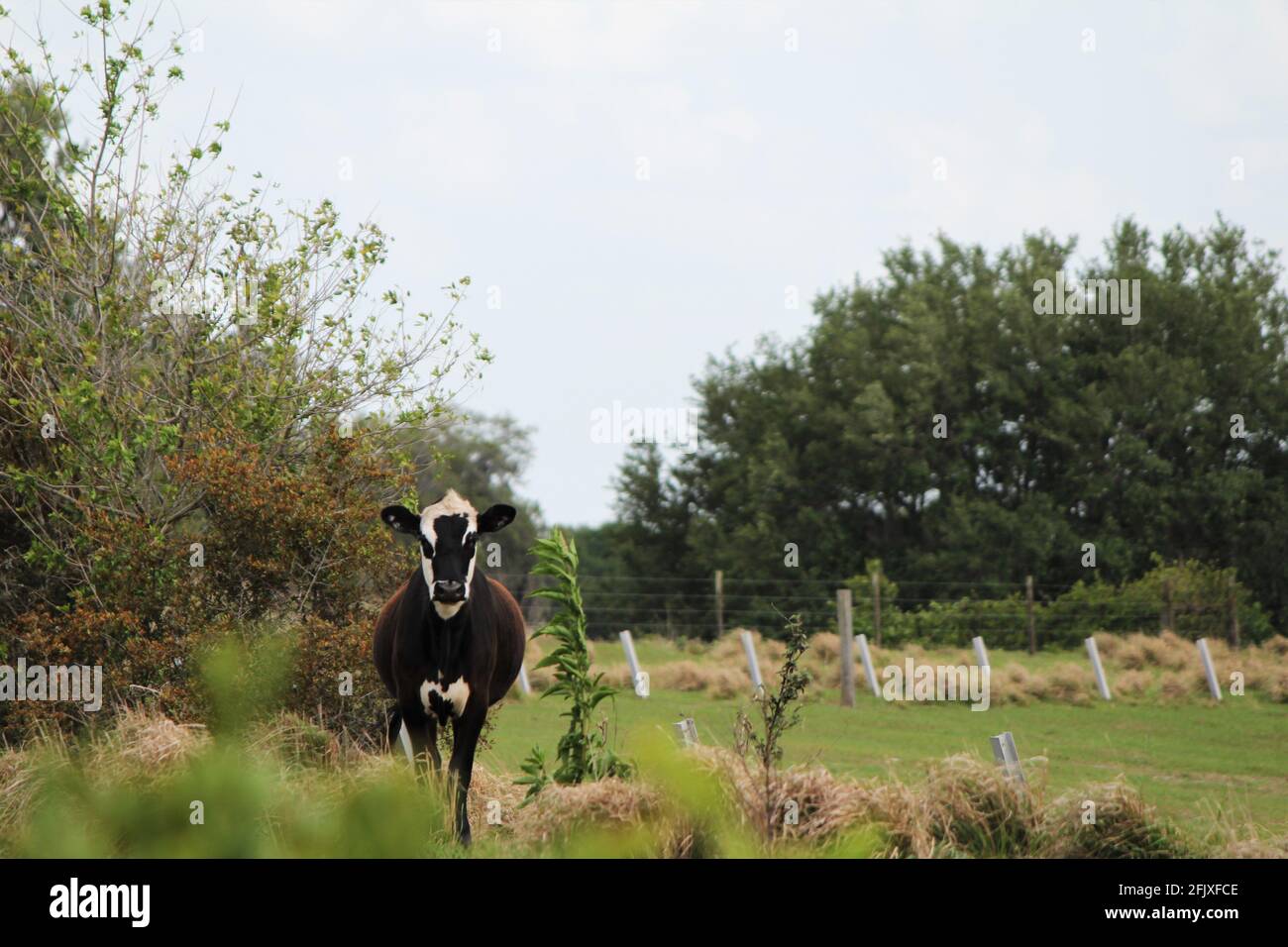 Holstein vache frisonne dans le pâturage. Une vache noire et blanche dans les terres agricoles. Banque D'Images