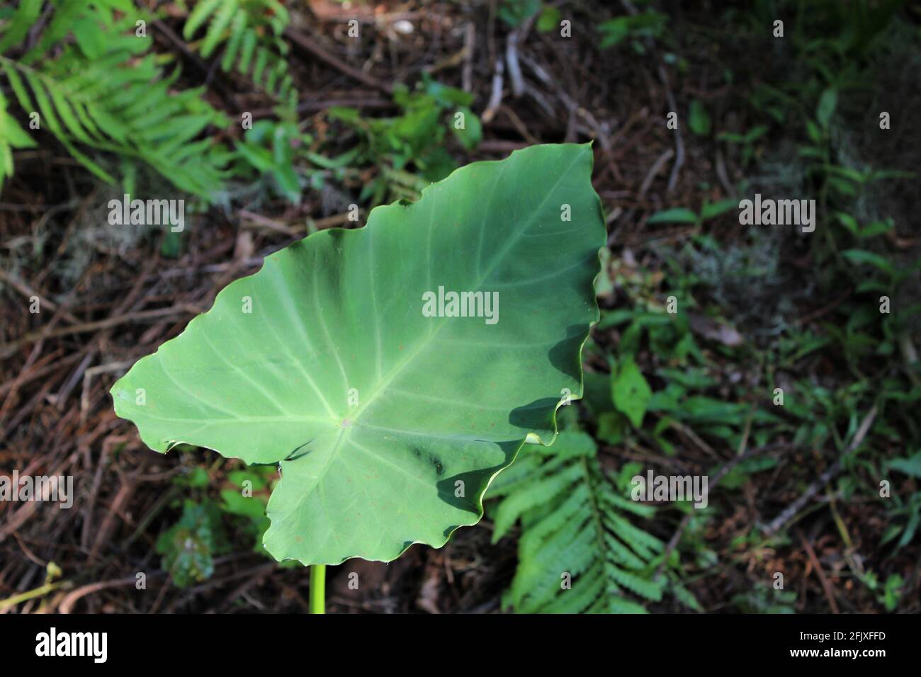 La feuille de Taro, une espèce d'oreilles d'éléphant, la colocasie. Grande feuille verte en forme de cœur. Feuillage tropical trouvé à l'extérieur dans les bois. Banque D'Images