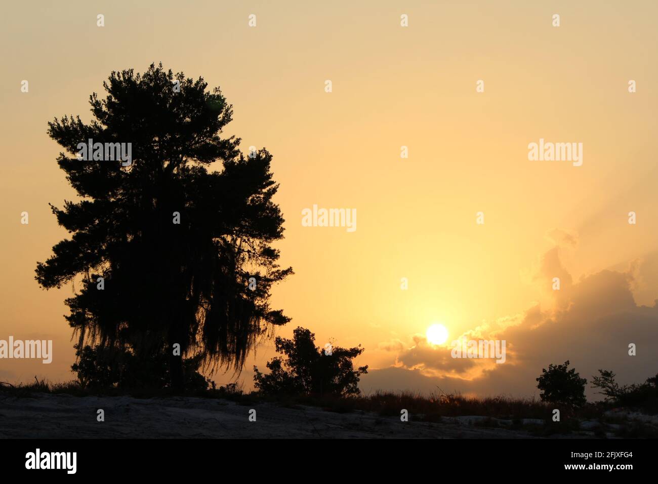 Grand magnifique chêne avec une silhouette de mousse espagnole car le soleil se couche. Coucher de soleil dans une ferme. CopySpace pour le texte Banque D'Images