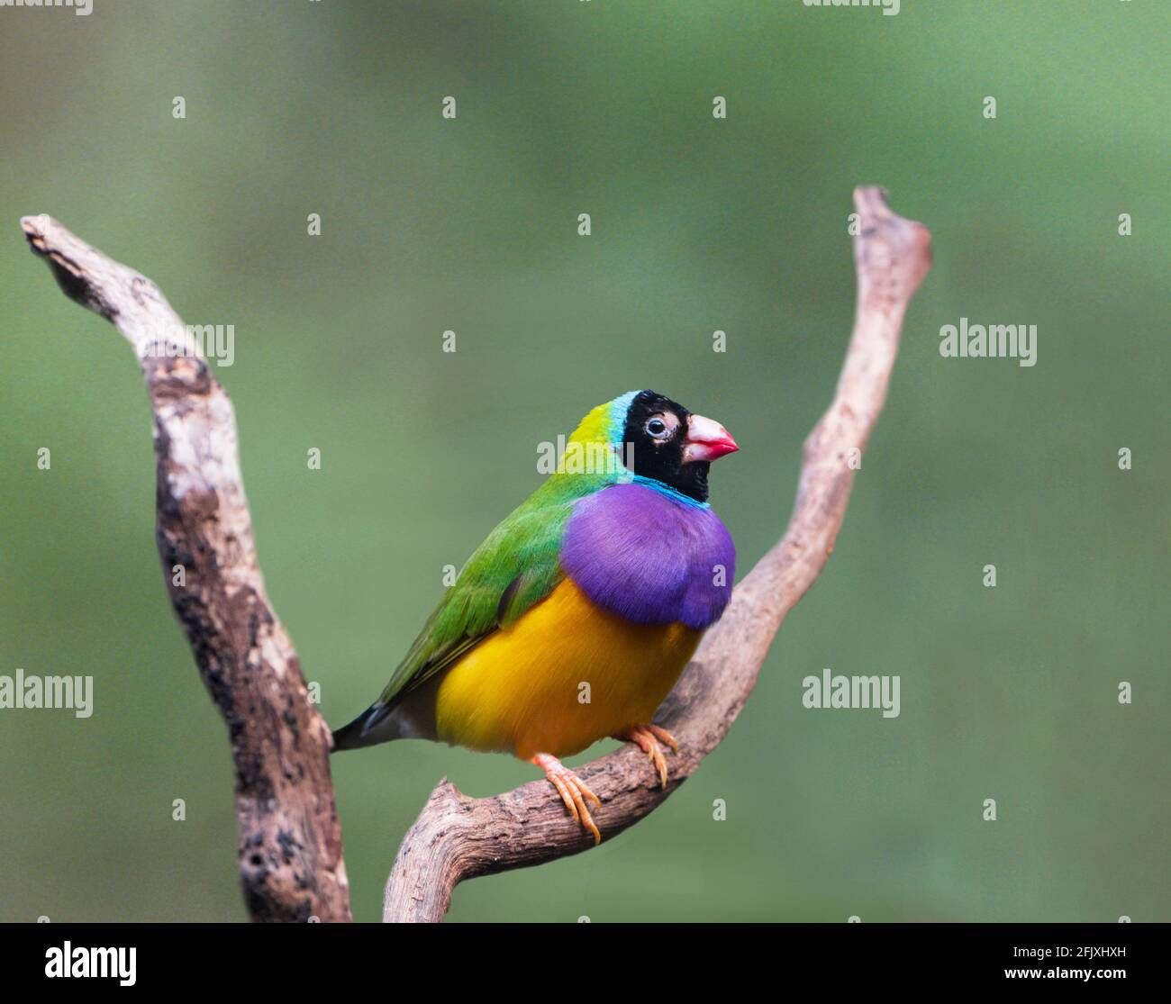 Un Finch Gouldien (Erythrura gouldiae ou Chloebia gouldiae) Est un oiseau de passereau coloré originaire d'Australie Banque D'Images
