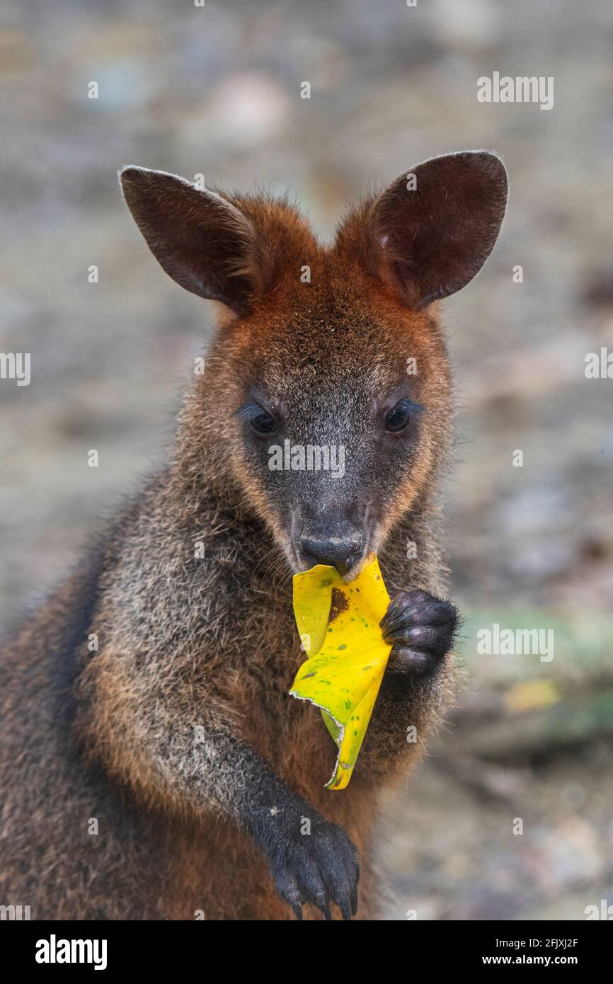 Portrait vertical d'un marais Wallaby (Wallabia bicolor) se nourrissant d'une feuille, un petit macropode marsupial de l'est de l'Australie Banque D'Images