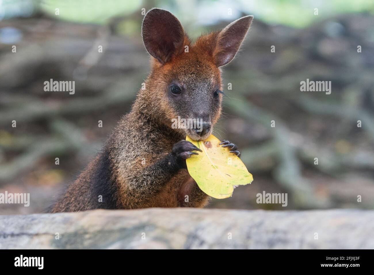 Portrait d'un marais Wallaby (Wallabia bicolor) se nourrissant d'une feuille, un petit marsupial de macropod de l'est de l'Australie Banque D'Images