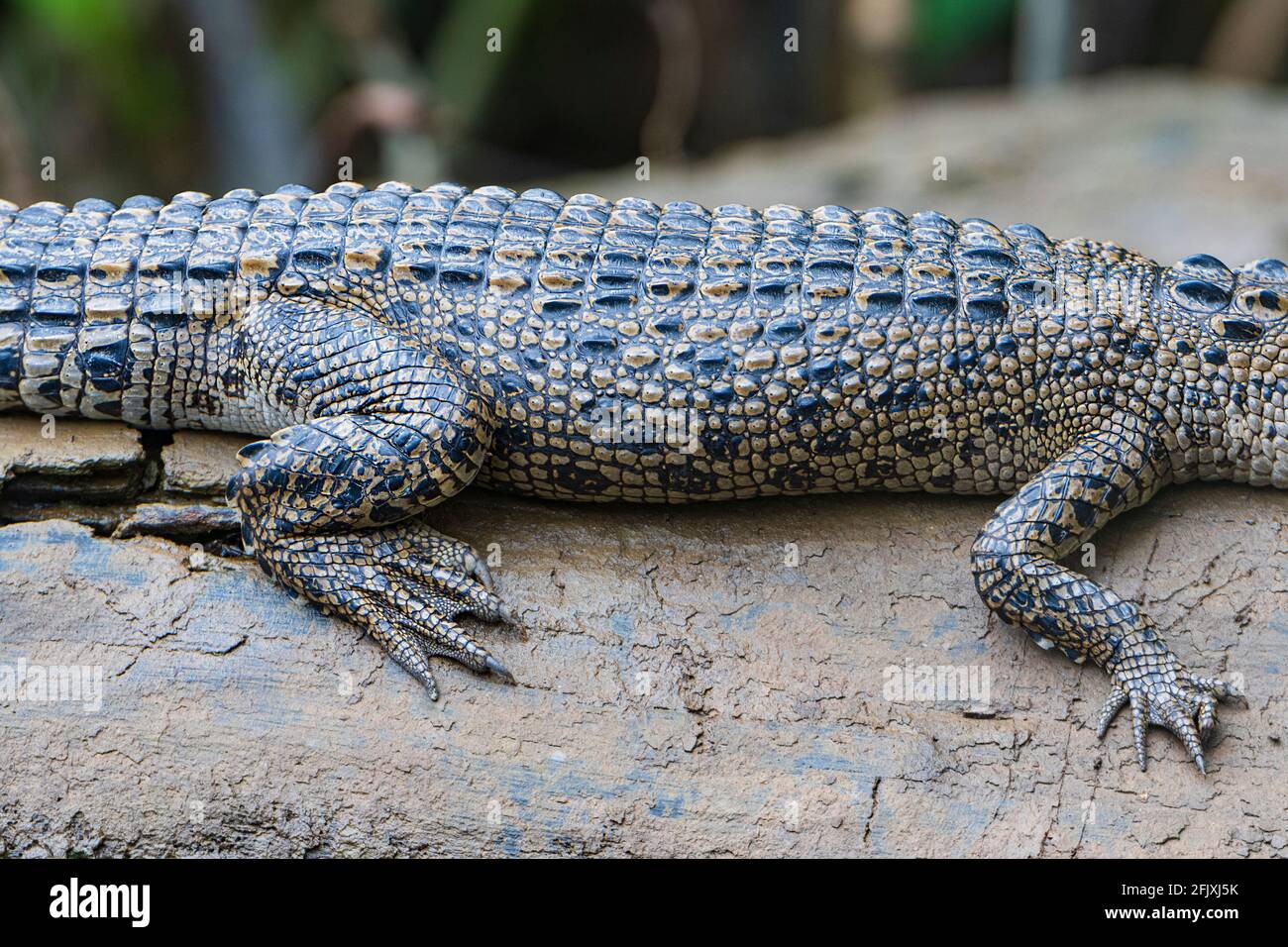 Details De La Peau D Un Bebe Crocodile D Eau Salee Crocodylus Porosus Se Bronzant Sur Une Buche Riviere Daintree Parc National Daintree Grand Que Nord Photo Stock Alamy