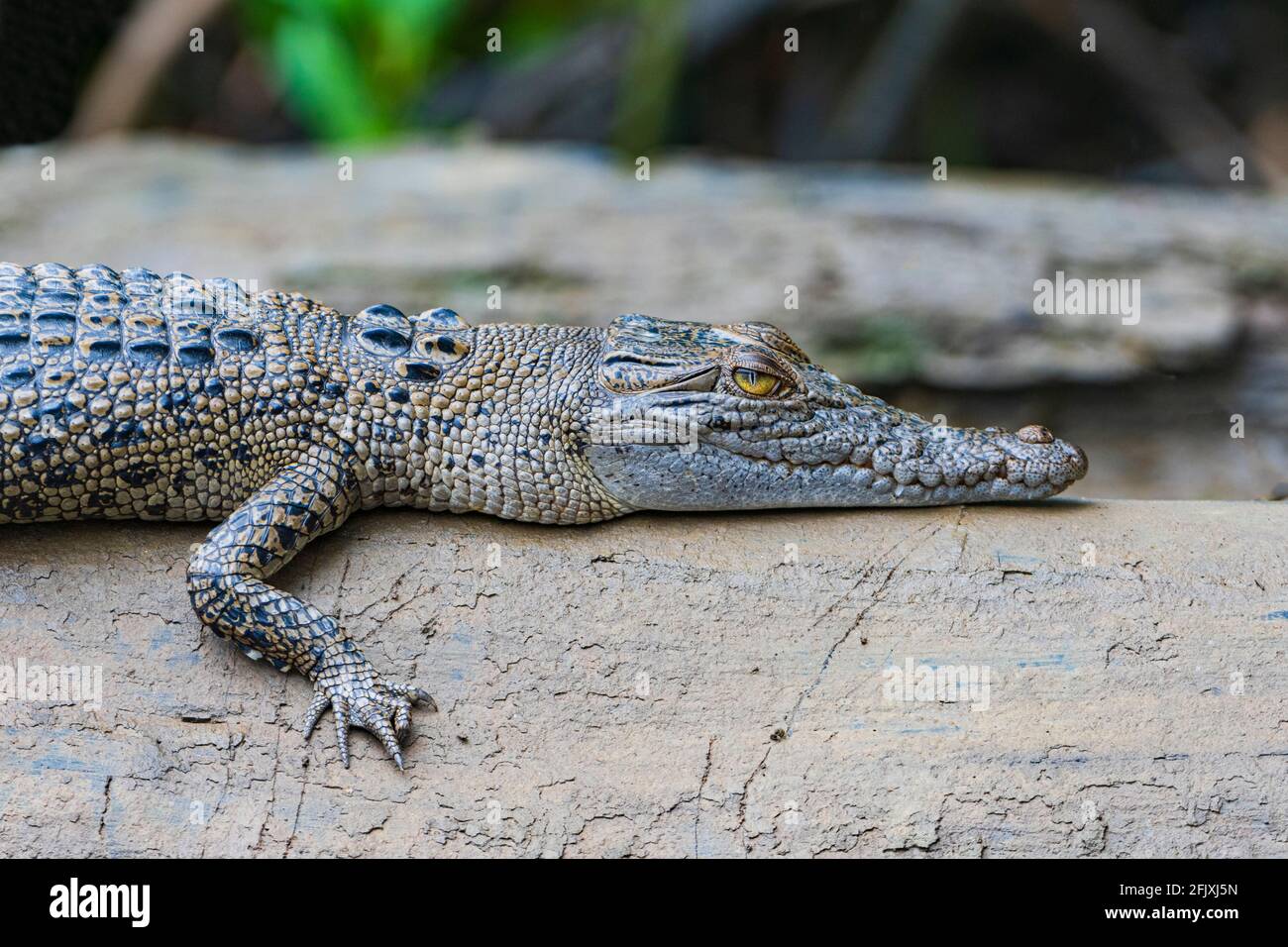Bebes Crocodiles Banque D Image Et Photos Alamy Bebes Crocodiles Banque D Image Et Photos Alamy