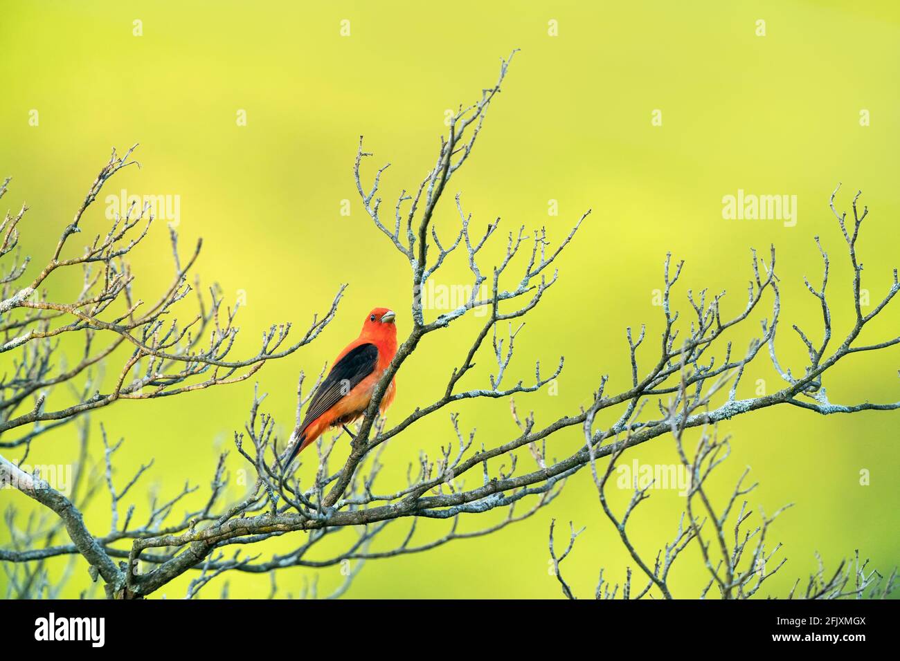 Adulte homme Scarlet Tanager perché sur une branche du New Jersey, États-Unis Banque D'Images