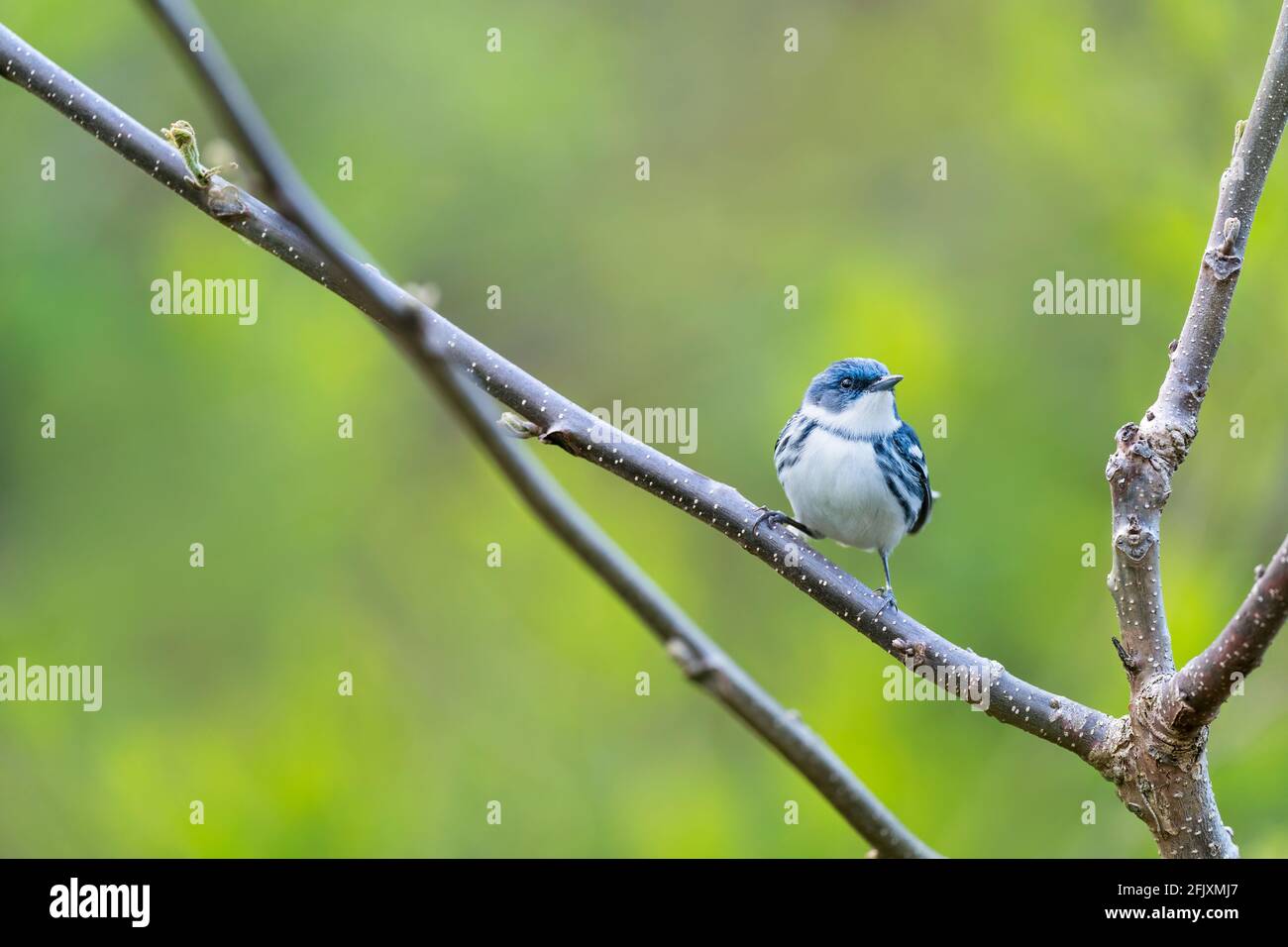 Paruline Cerulean mâle adulte New Jersey, États-Unis Banque D'Images